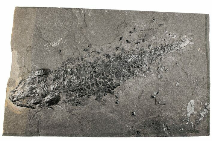 Devonian Lobe-Finned Fish (Osteolepis) - Scotland #199445